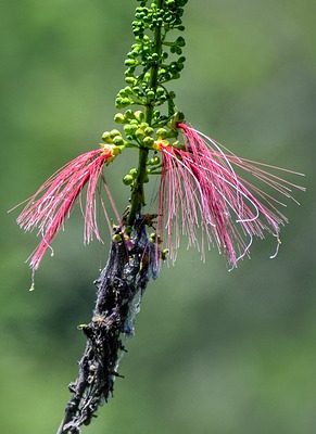 Comment faire pousser un arbre à mimosa