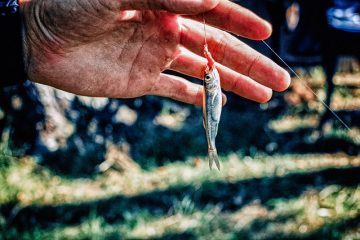 Comment faire un lit de vers pour les vers de pêche