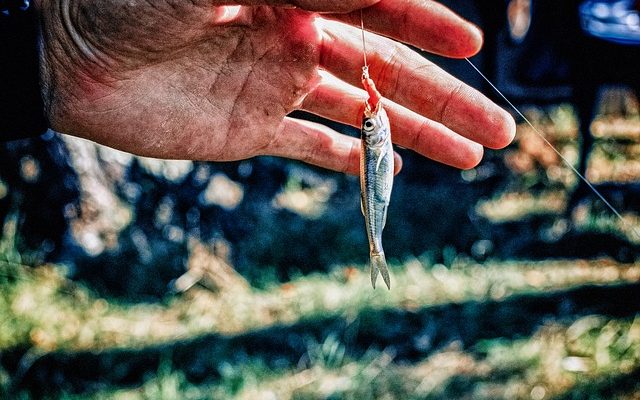 Comment faire un lit de vers pour les vers de pêche