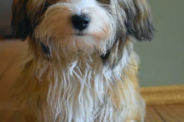 Comment faire une fourrure de bichon blanc de bichon