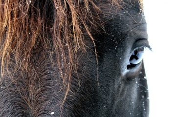 Comment faire une queue de cheval en désordre ?