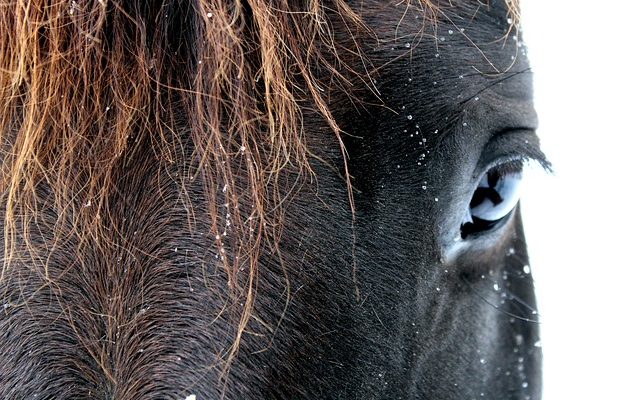 Comment faire une queue de cheval en désordre ?