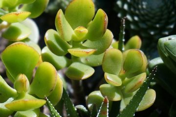 Comment fleurir une plante de jade