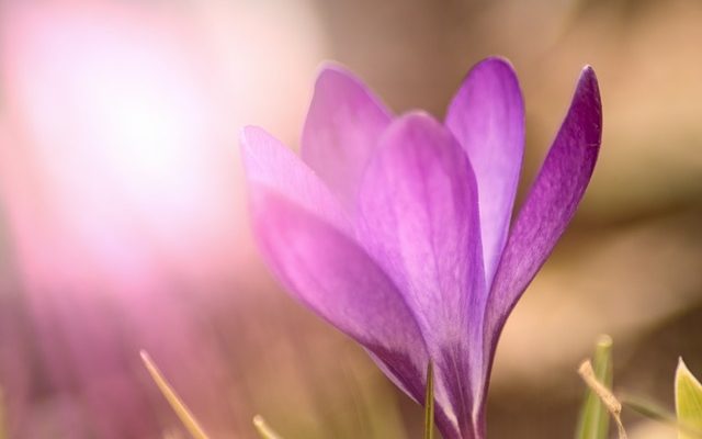 Comment l'exposition aux UV affecte-t-elle les plantes et les animaux ?