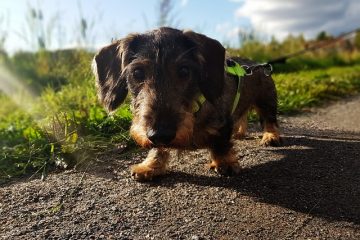 Comment mesurer la circonférence de votre chien pour un harnais.