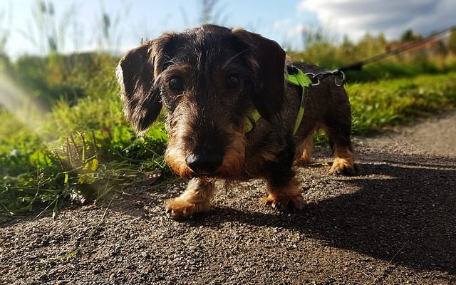 Comment mesurer la circonférence de votre chien pour un harnais.