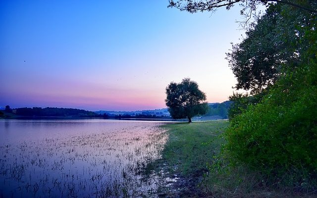 Comment nourrir les poissons d'étang au printemps