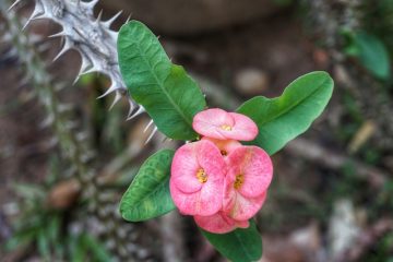 Comment prendre soin d'une Euphorbia Martinii