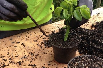 Comment propager des framboises avec des boutures