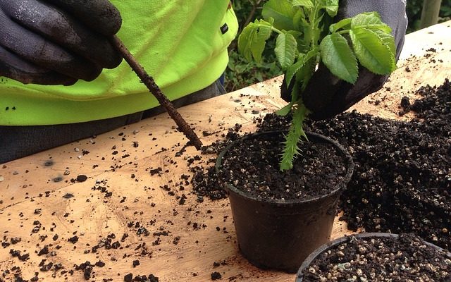 Comment propager des framboises avec des boutures