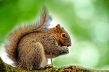 Comment se débarrasser des écureuils gris