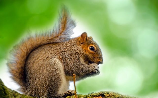 Comment se débarrasser des écureuils gris