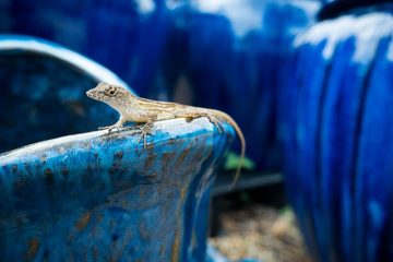 Comment se débarrasser des lézards ou des salamandres