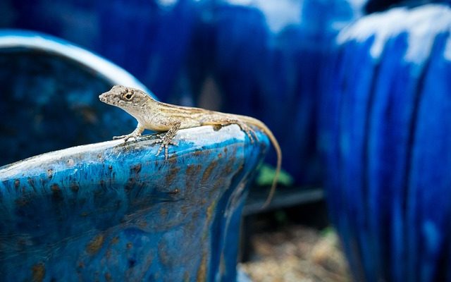 Comment se débarrasser des lézards ou des salamandres