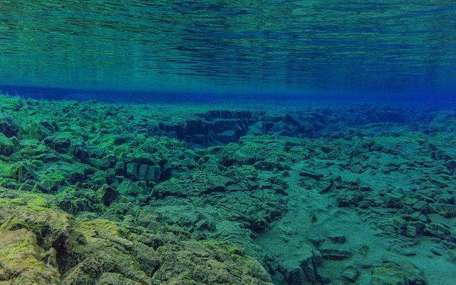 Comment traiter la pourriture des nageoires sur les poissons koïs