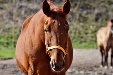 Comment traiter les ligaments suspensifs chez le cheval ?