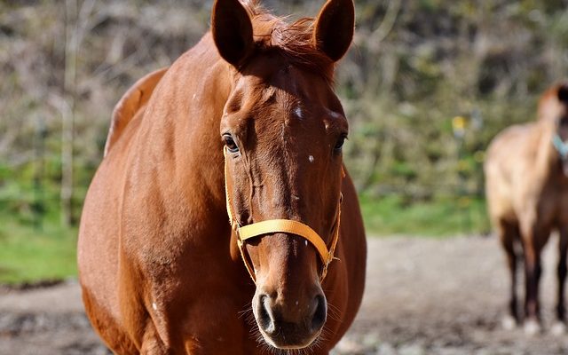Comment traiter les ligaments suspensifs chez le cheval ?