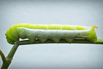 Comment trouver une chenille Caterpillar