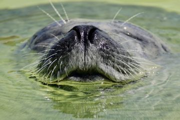 Comment utiliser le sable avec un filtre de sous-gravier