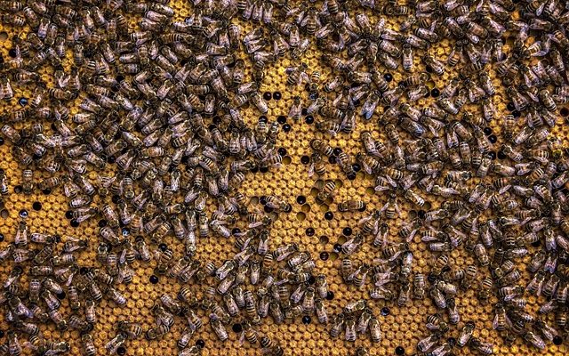 Comment utiliser une trempette au miel