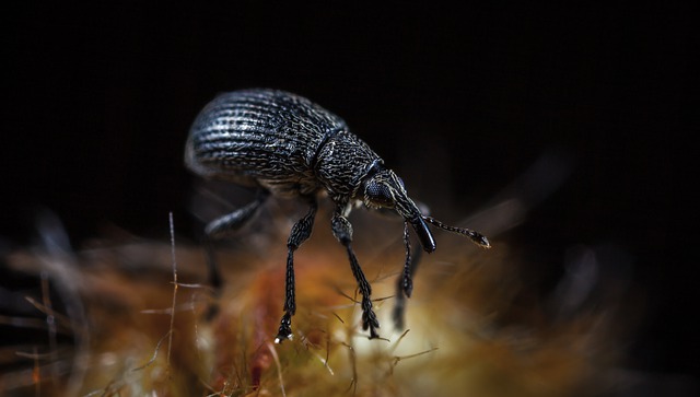 De minuscules charançons noirs dans une maison