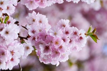 Description d'emploi d'un chirurgien arboriculteur