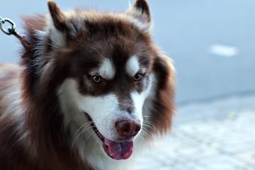 Éruption cutanée ou infection chez un labrador retriever