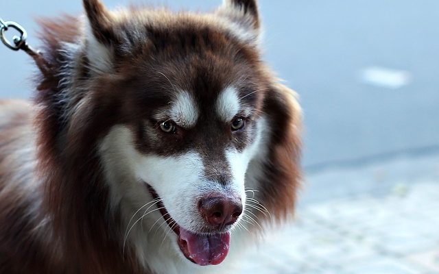 Éruption cutanée ou infection chez un labrador retriever