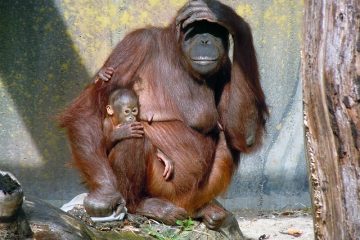 Faits sur les bébés orangs-outans