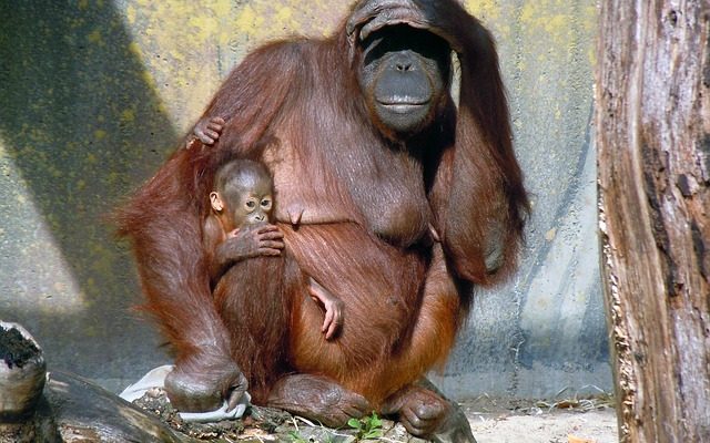 Faits sur les bébés orangs-outans