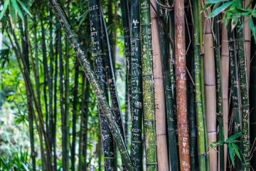 Grandes vignes ligneuses plantes grimpantes