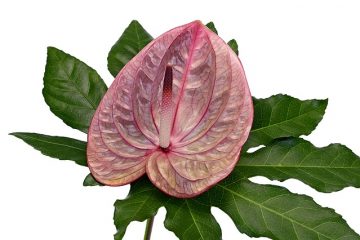 Instructions d'entretien d'une plante d'Anthurium