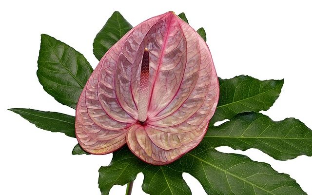 Instructions d'entretien d'une plante d'Anthurium