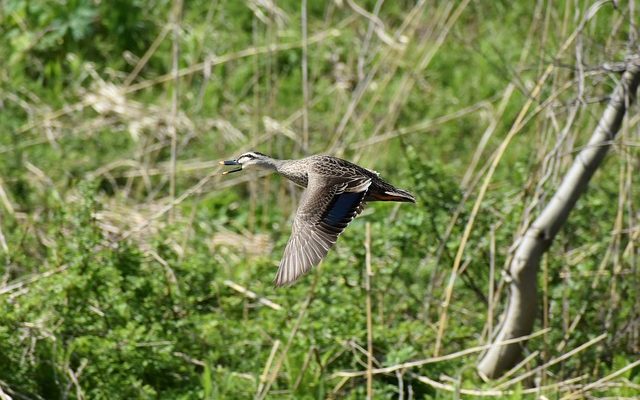 L'alimentation des canards sauvages