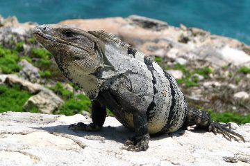 Les meilleurs hôtels de fête de Cancun