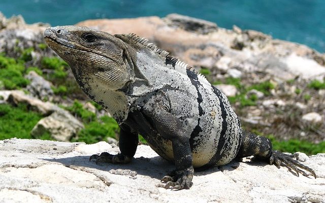 Les meilleurs hôtels de fête de Cancun