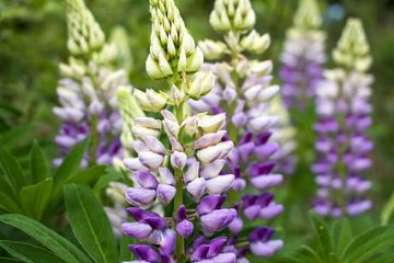 Lupins vivaces