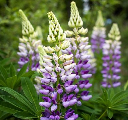 Lupins vivaces