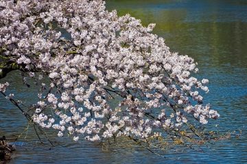 Plantes d'étang à croissance rapide