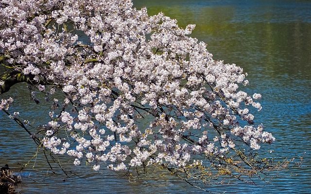 Plantes d'étang à croissance rapide