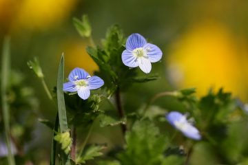 Plantes pour un petit parterre de fleurs