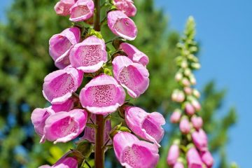 Plantes toxiques pour les animaux de compagnie et les poissons