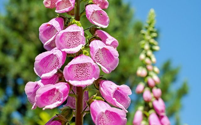 Plantes toxiques pour les animaux de compagnie et les poissons