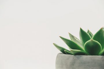 Pourquoi les feuilles tombent-elles de mes succulents ?