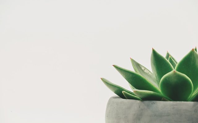 Pourquoi les feuilles tombent-elles de mes succulents ?