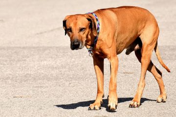 Produits pour neutraliser l'ammoniac dans l'urine de chien sur l'herbe.