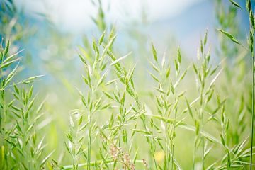 Quand planter des graines d'herbe à fétuque