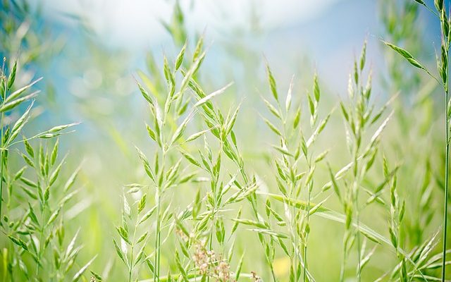 Quand planter des graines d'herbe à fétuque