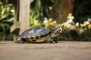 Que peut manger une tortue à ventre jaune ?