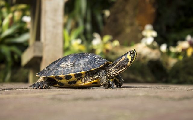 Que peut manger une tortue à ventre jaune ?